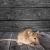 Rainier Mice Removal by All-Shield Pest Control LLC
